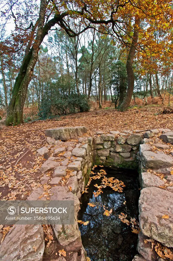 Each Barenton fountain or bubble escape leaves tiny invisible fairies the naked eye, broceliande, paimpont drill. Brittany, France. that&39, s where M...