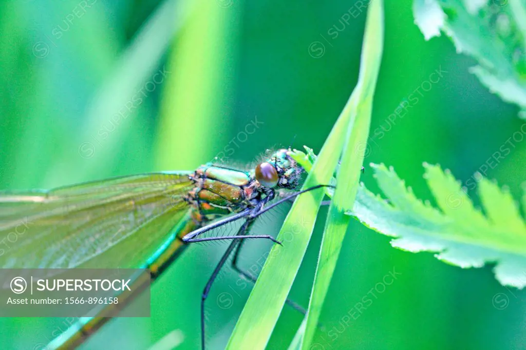 Banded Demoiselle, Calopteryx splendens  Female hidden in the grass  Female is green and male is metallic blue  Upper body