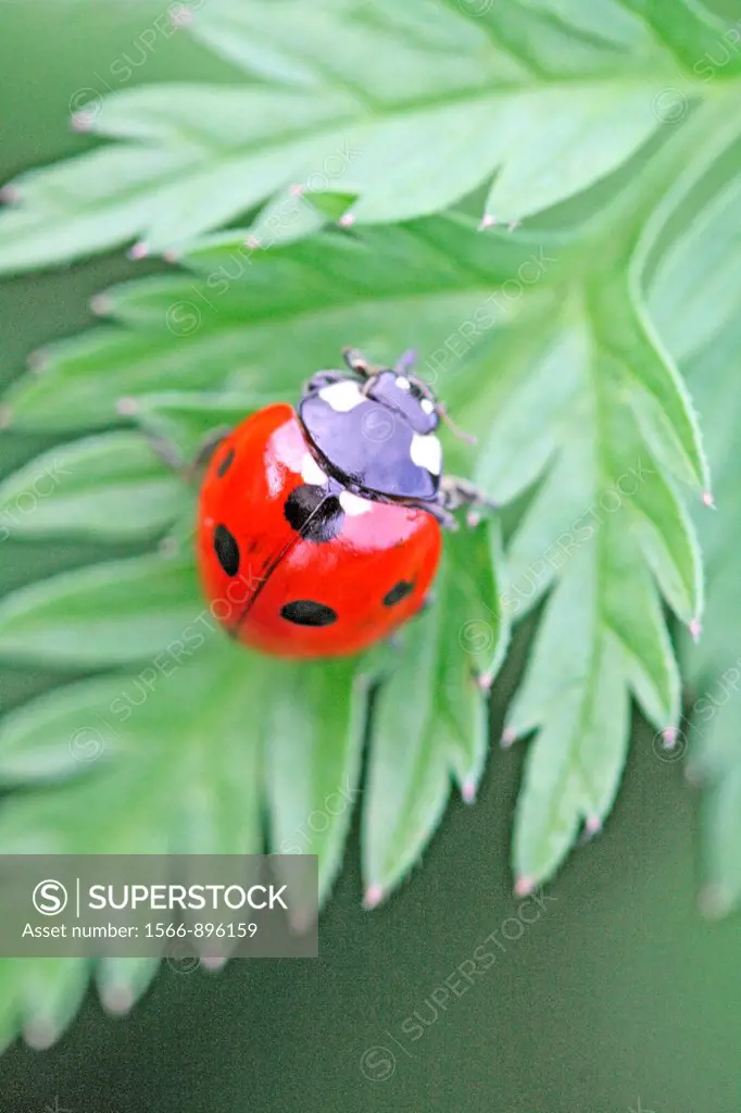 Seven-spotted ladybird Beetle, coccinella septempunctata on Wild Chervil Anthriscus sylvestris