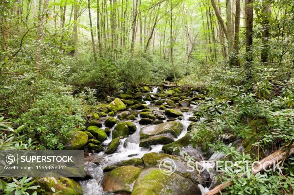 Mountain stream along Kephart Trail, Great Smoky Mountains National Park, North Carolina, United States