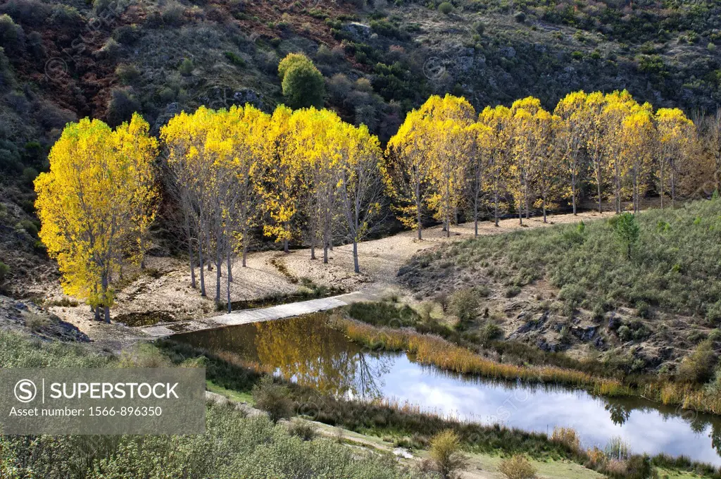 Poplars with autumn yellow leaves, Moldones, Aliste,  Province of Zamora, Castile-Leon, Spain