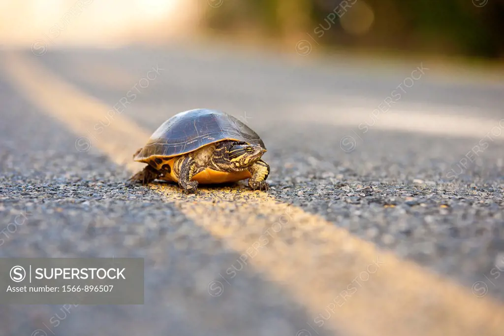Peninsula cooter Pseudemys floridana peninsularis turtle near center line on asphalt road in central Florida