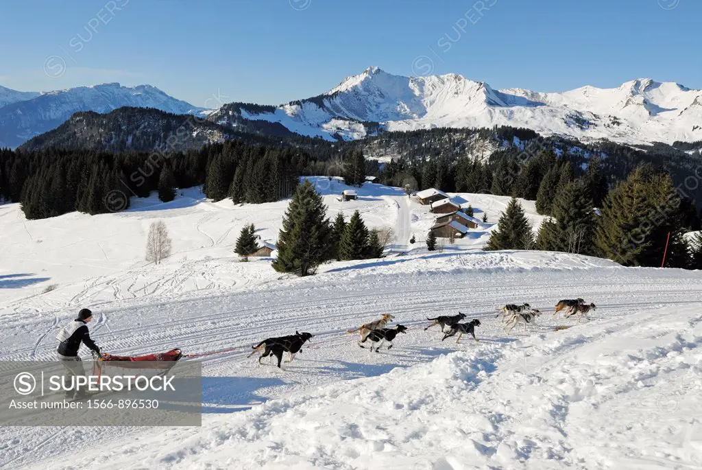 La Grande Odyssee, international sled dog race Mont Chery, Les Gets Haute-Savoie department, Rhone-Alpes region, France, Europe