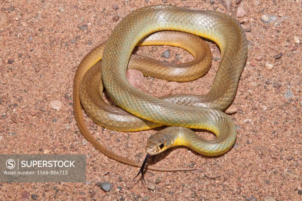 Western yellow-bellied racer, Coluber constrictor mormon, native to USA, Canada, Mexico, Guatemala and Belize