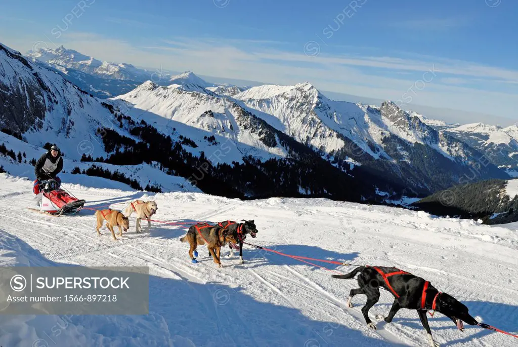 La Grande Odyssee, international sled dog race Fornet pass, Haute-Savoie department, Rhone-Alpes region, France, Europe