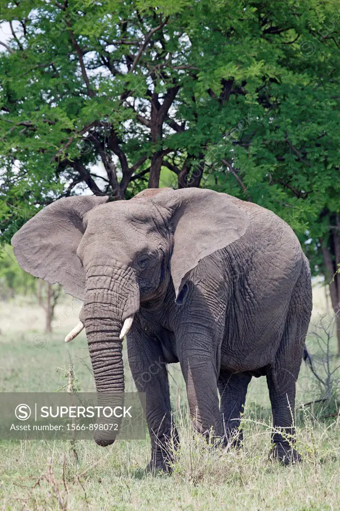 African Elephant Loxodonta africana, Serengeti National Park, Tanzania