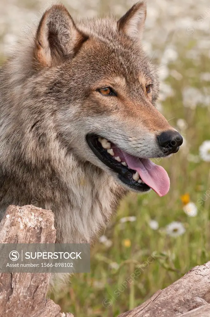 Gray wolf, Canis lupus, in a field of wildflowers, Minnesota, USA
