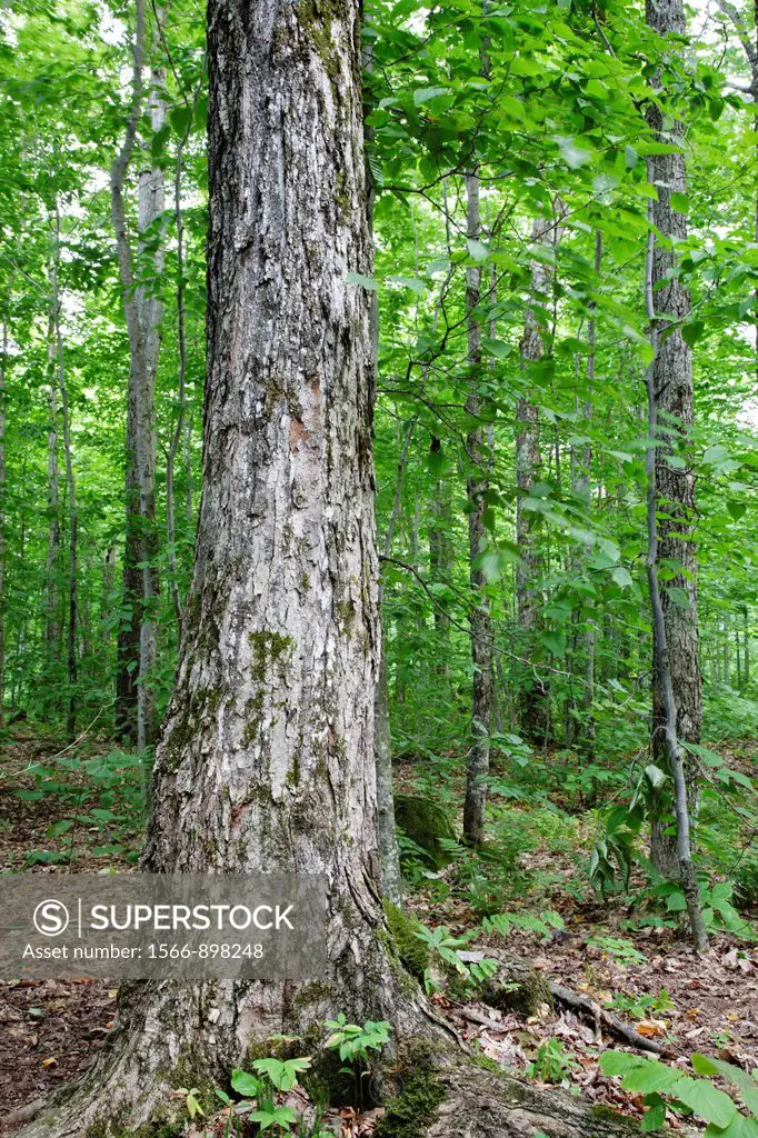 Hardwoods in Gale River forest of the White Mountains, New Hampshire USA