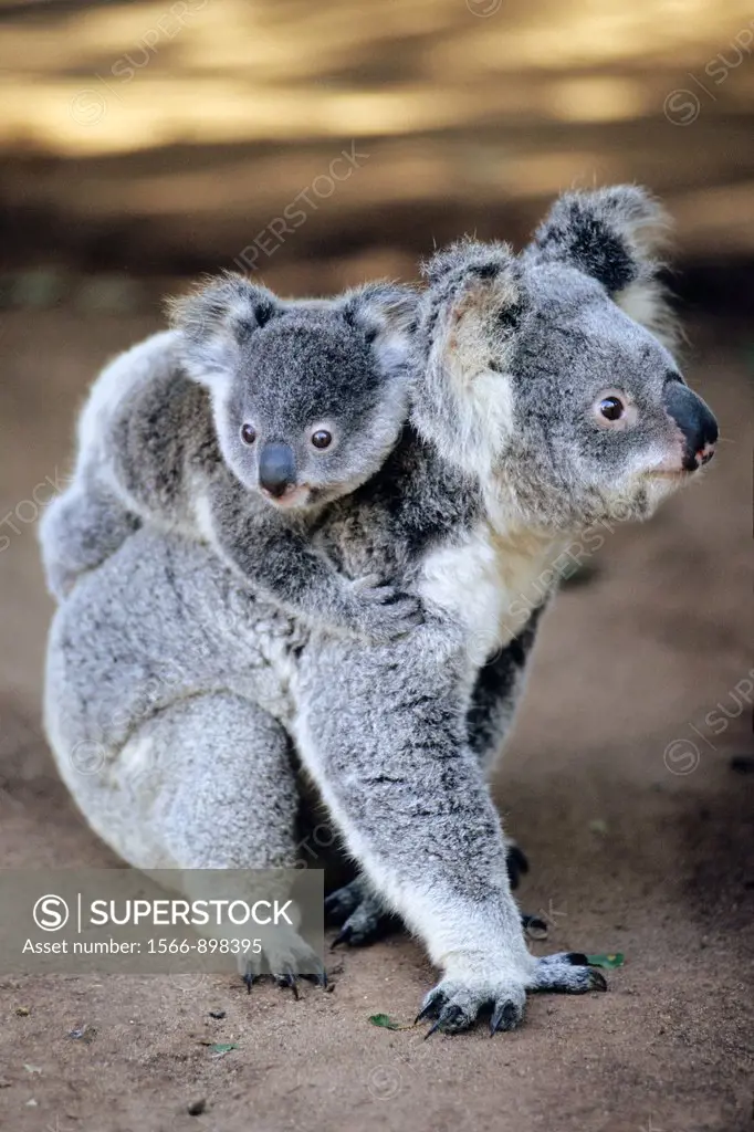 A mother koala with his baby on her back (Phascolarctos Cinerus). Kangaroo Island, South Australia, Australia