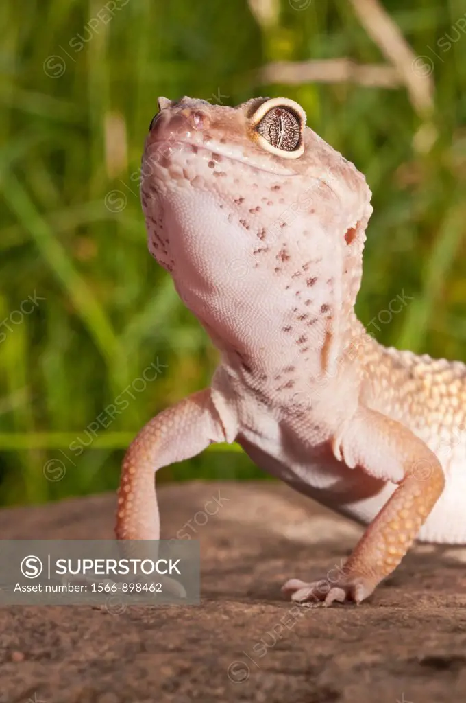 Leopard gecko, Eublepharis macularius, native to deserts of Southern Central Asia