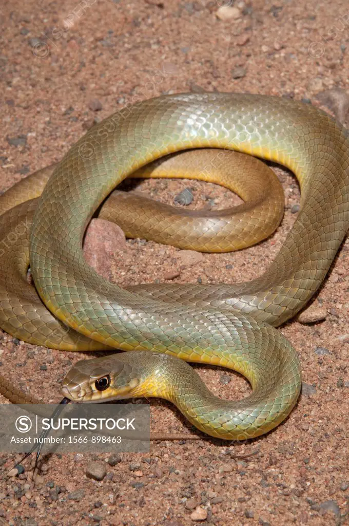 Western yellow-bellied racer, Coluber constrictor mormon, native to USA, Canada, Mexico, Guatemala and Belize