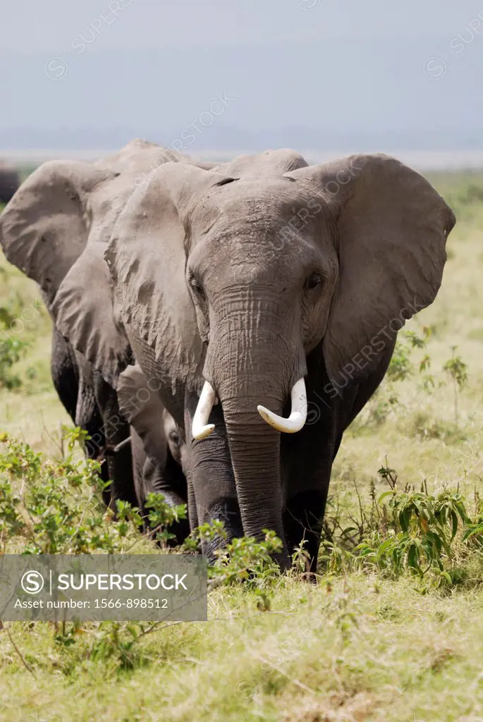 Herd of African Bush Elephant or African Savanna Elephant Loxodonta africana  Amboseli National Park  Kenya  Africa