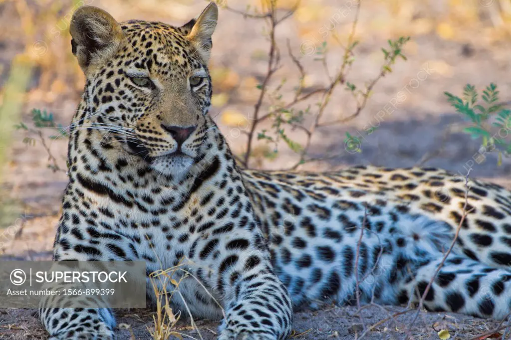 A leopard (Panthera pardus) resting, Botswana, Africa