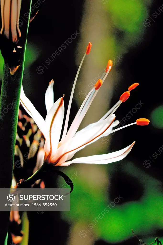 Asphodelus albus flower