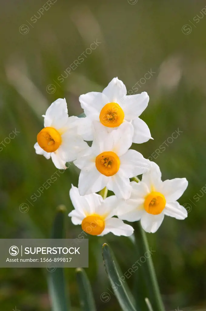 Narcissus tazetta - Daffodil, Chinese Sacred Lily, Bunch-flowered Narcissus, Joss flower. Crete