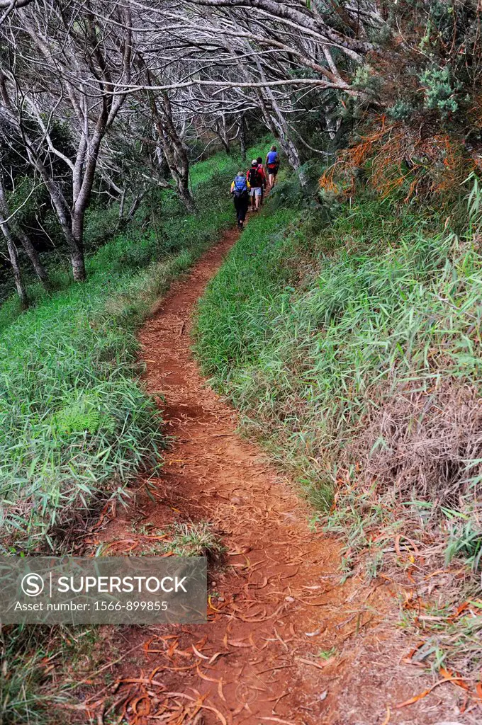 Hikers on path in forest, Waimea canyon, Kauai Island, Hawaii Islands, USA