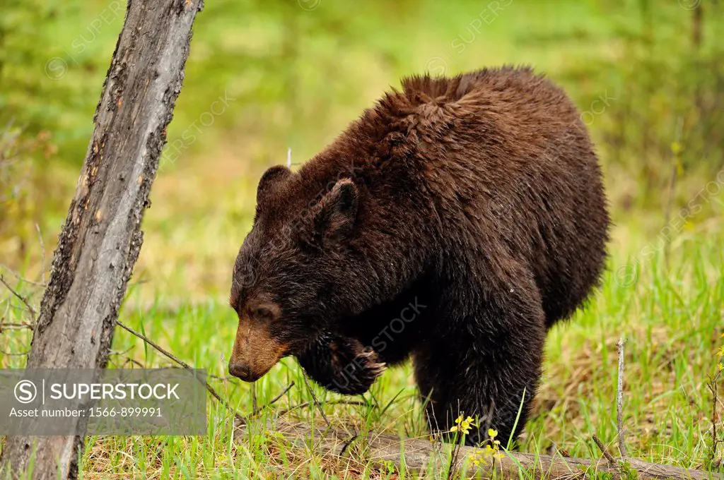 American Black bear Ursus americanus Cinnamon sow feeding on grasses and flowers, Jasper NP, Alberta, Canada