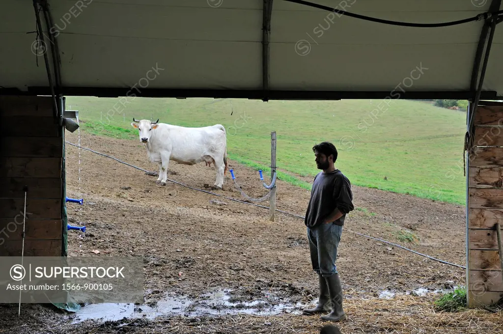 Christophe Masson, breeder of ´Nacre de Gascogne´ calf, Mirande breed cattle, Quatre Graces farm, Beaumarches, Gers department, Midi-Pyrenees, southwe...