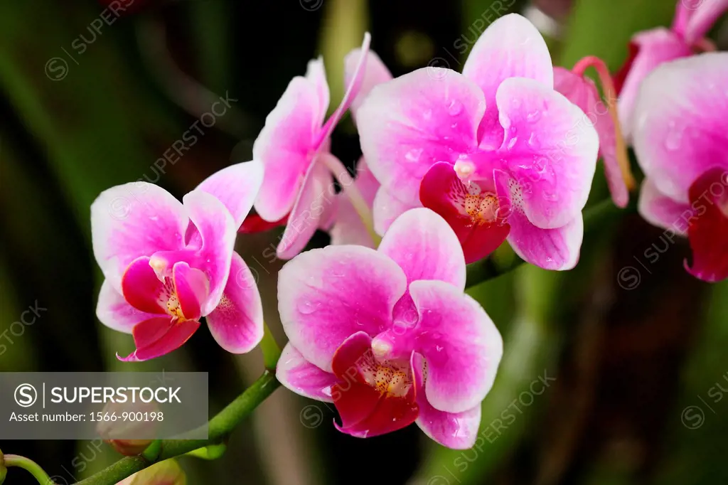 Orchid of the Phalaenopsis genus