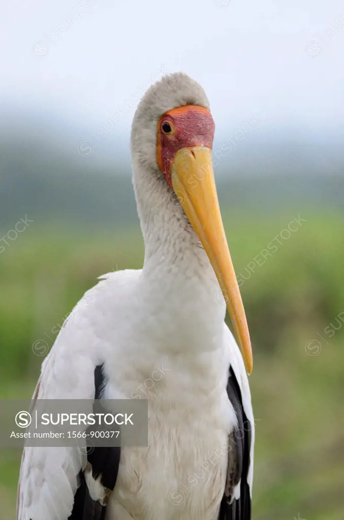 Yellow-billed Stork, Mycteria ibis, is a large wading bird in the stork family Ciconiidae  Lake Navisha, Kenya, Africa