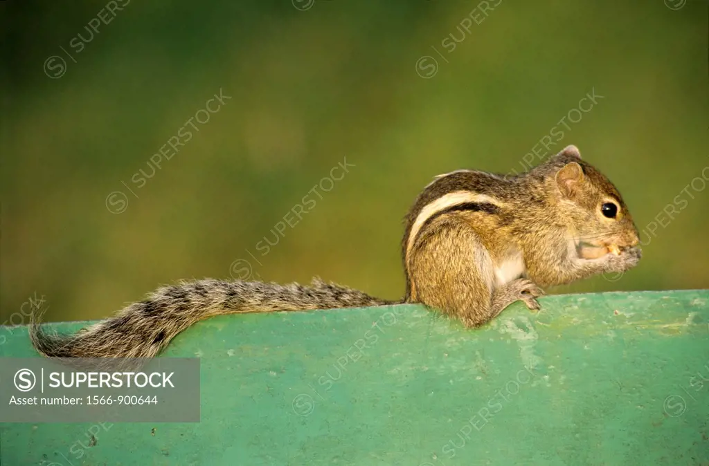 Indian palm squirrel also called Three-Striped palm squirrel (Funambulus palmarum), Kalutara, Sri Lanka