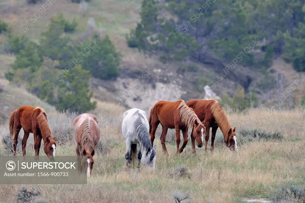 Wild feral horse Equus caballus Feeding in badlands landscape  Theodore roosevelt south unit North Dakota