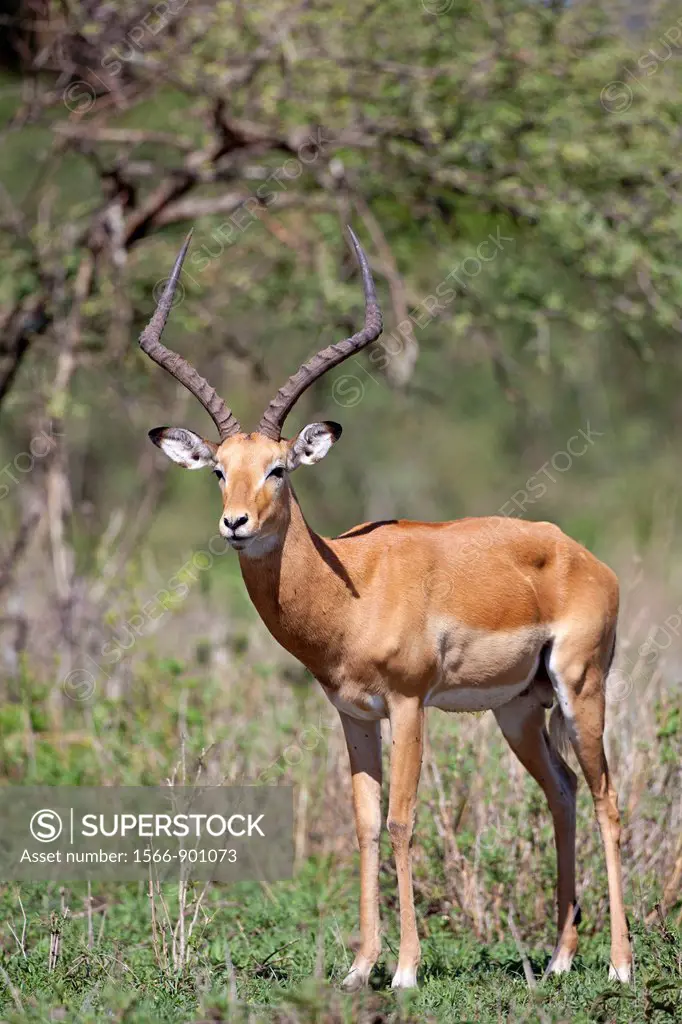 male Impala Aepyceros melampus, Serengeti National Park, Tanzania