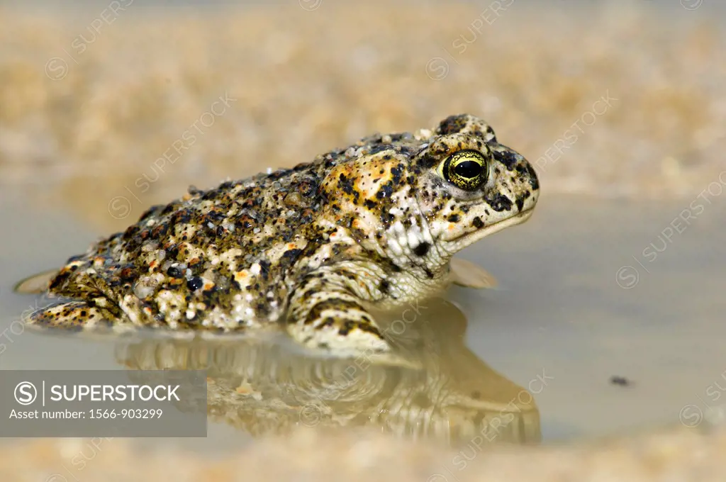 Rush toad Bufo calamita, sitting in puddle, small pond, Extremadura, Spain