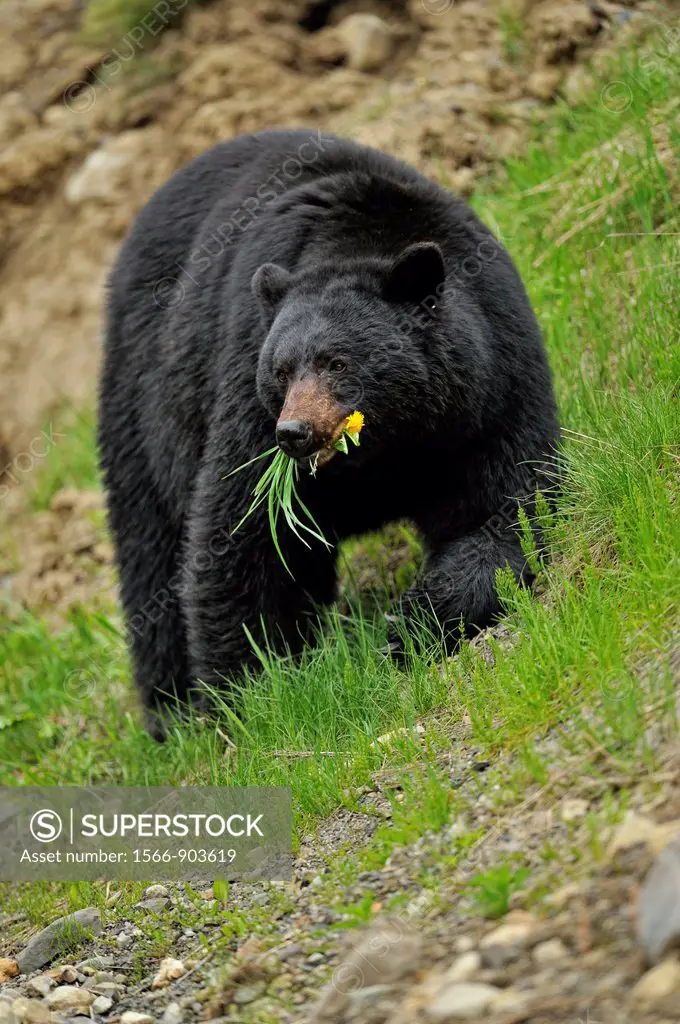 American Black bear Ursus americanus Roadside specimen in spring  E C Manning Prov Park, BC, Canada