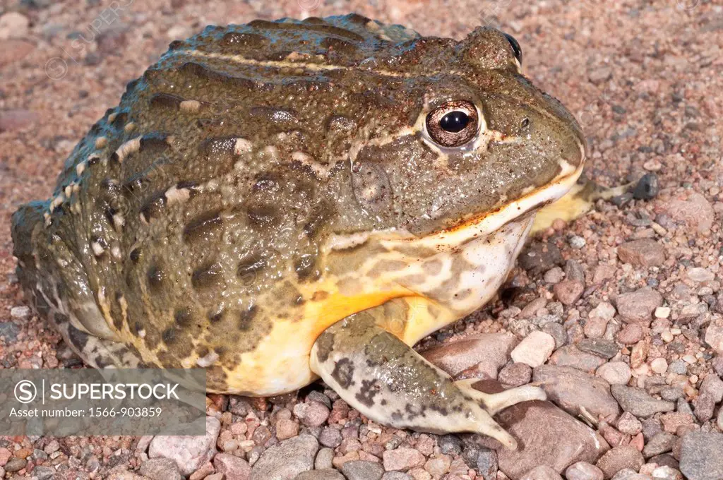 African bullfrog, Pyxicephalus adspersus, aggressive amphibian native to southern Africa