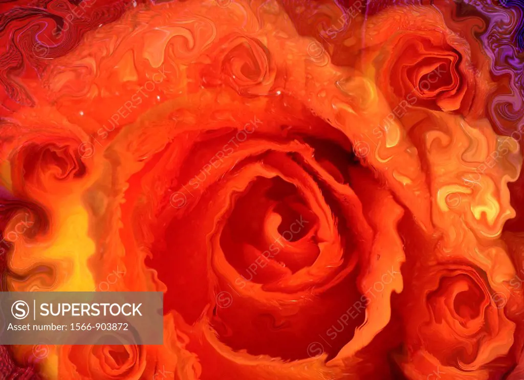 red rose abstract painting
