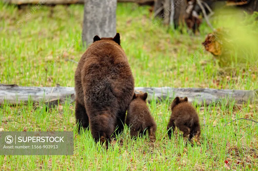 American Black bear Ursus americanus Mother and cubs, Jasper NP, Alberta, Canada