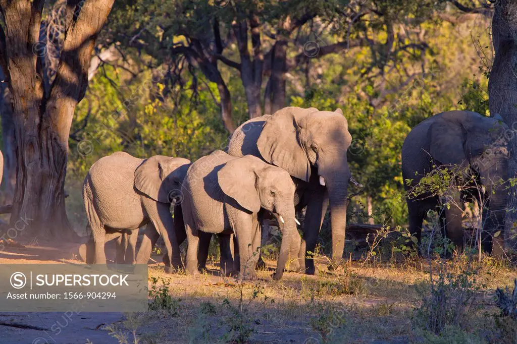 A herd of african elephants (Loxodonta africana), Botswana, Africa