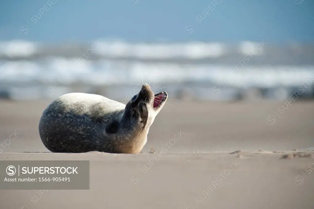Yawning Seal Pup