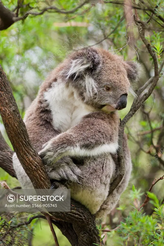 The Koala Phascolarctos cinereus is an iconic symbol for the wildlife of Australia. Australia, Victoria