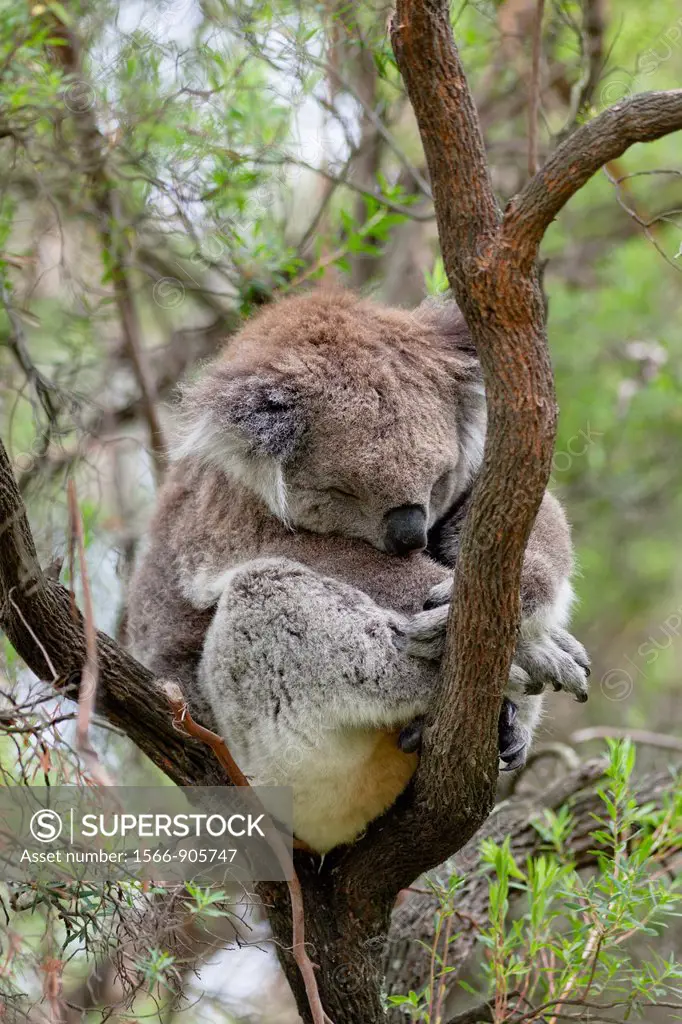 The Koala Phascolarctos cinereus is an iconic symbol for the wildlife of Australia. Australia, South Australia