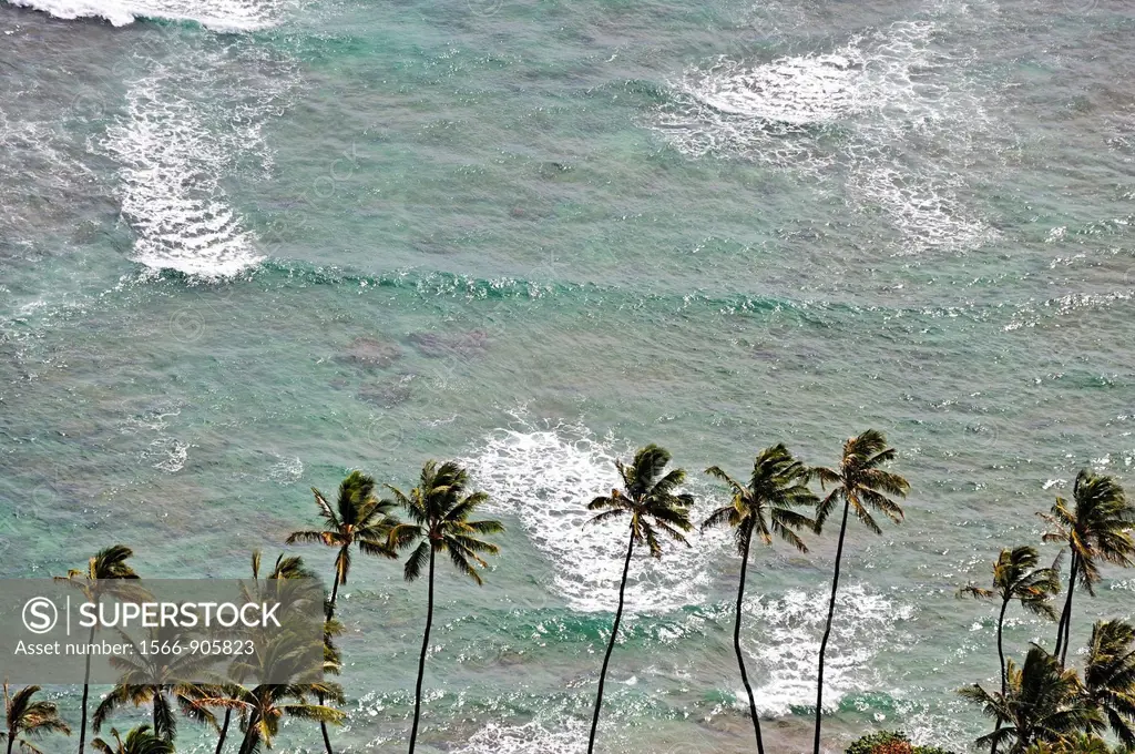 Row of palm trees on ocean background, Honolulu, Oahu Island, Hawaii Islands, USA