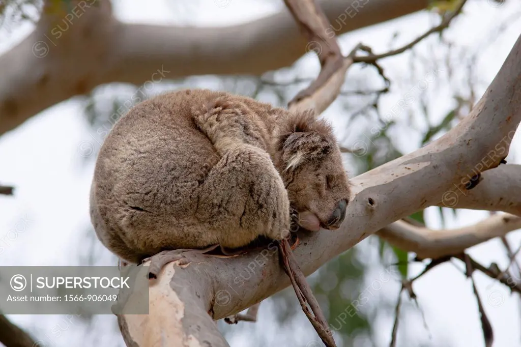 The Koala Phascolarctos cinereus is an iconic symbol for the wildlife of Australia. Australia, Victoria