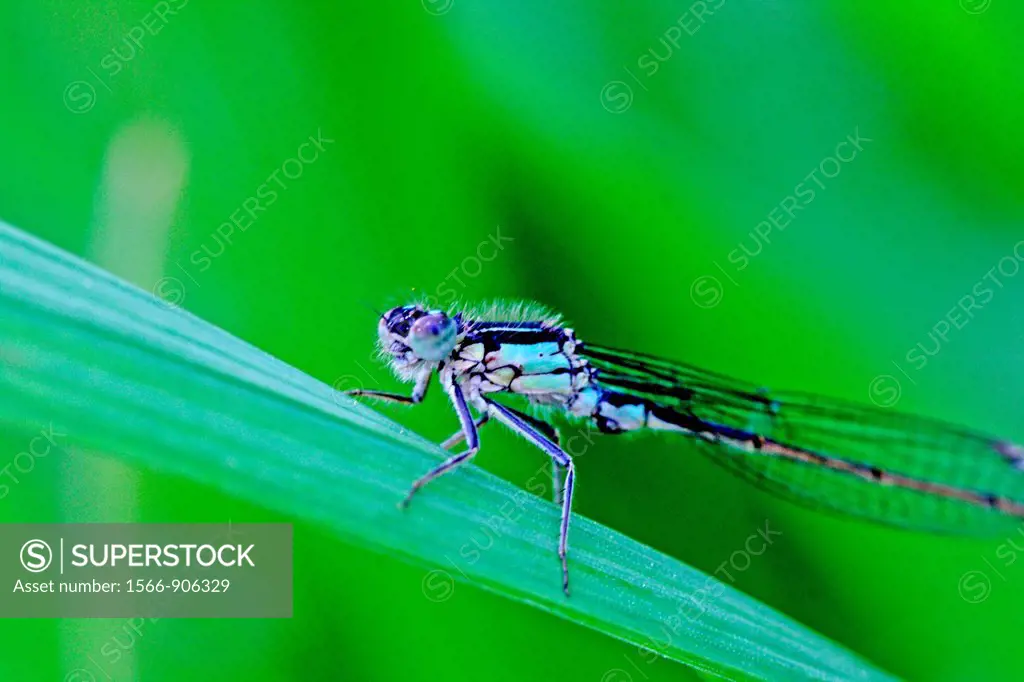 Blue-tailed Damselfly, Ischnura elegans  Synonyms Agrion elegans and a Ischnura lamellata  Coenagrionidae  Male  Males has blue thorax ans eyespots an...