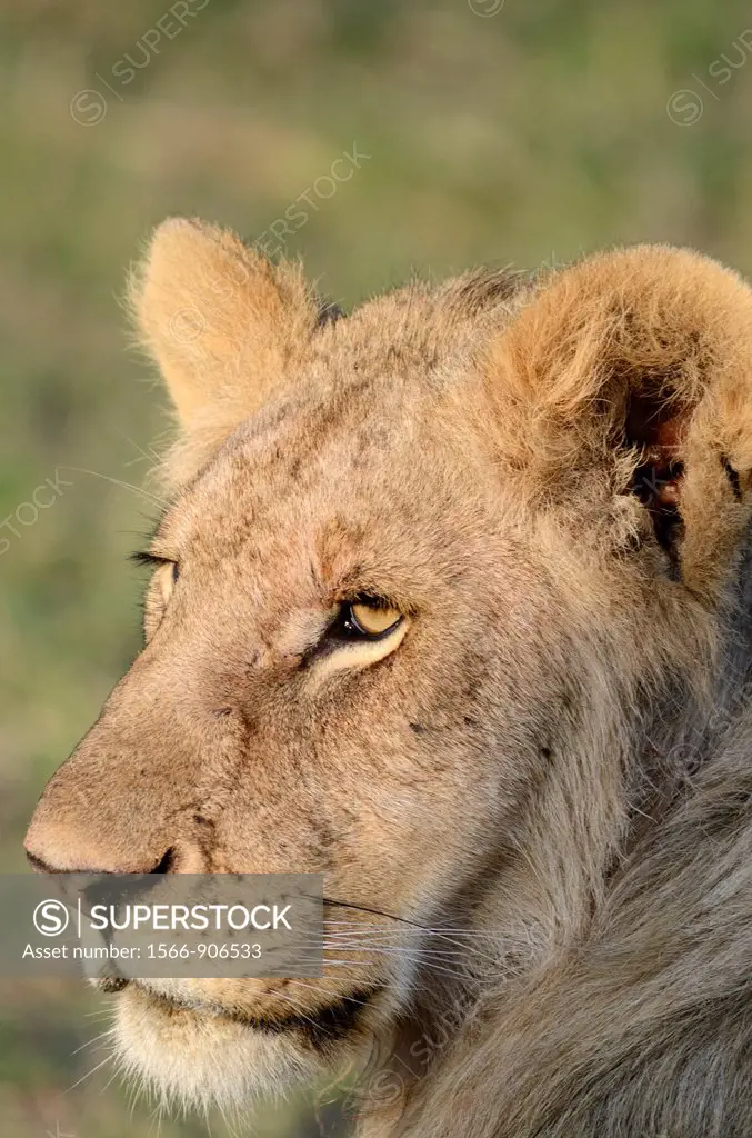 Young male Lion Panthera leo resting  Maasai Mara National Park, Kenya, East Africa