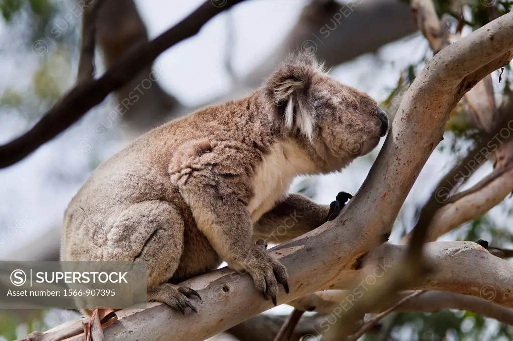 The Koala Phascolarctos cinereus is an iconic symbol for the wildlife of Australia. Australia, victoria
