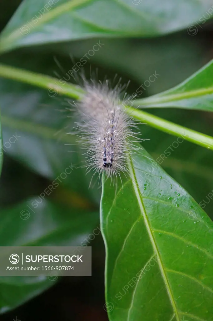 Salt Mash Caterpillar