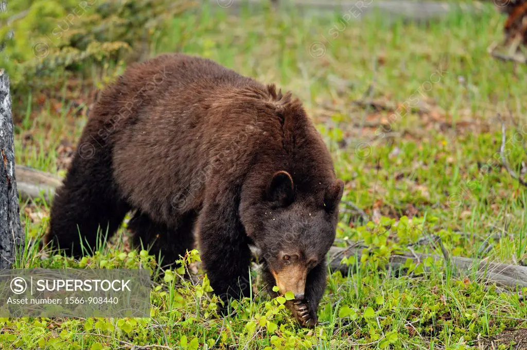 American Black bear Ursus americanus Mother bear feeding on leaves she brought down from a poplar tree, Jasper NP, Alberta, Canada