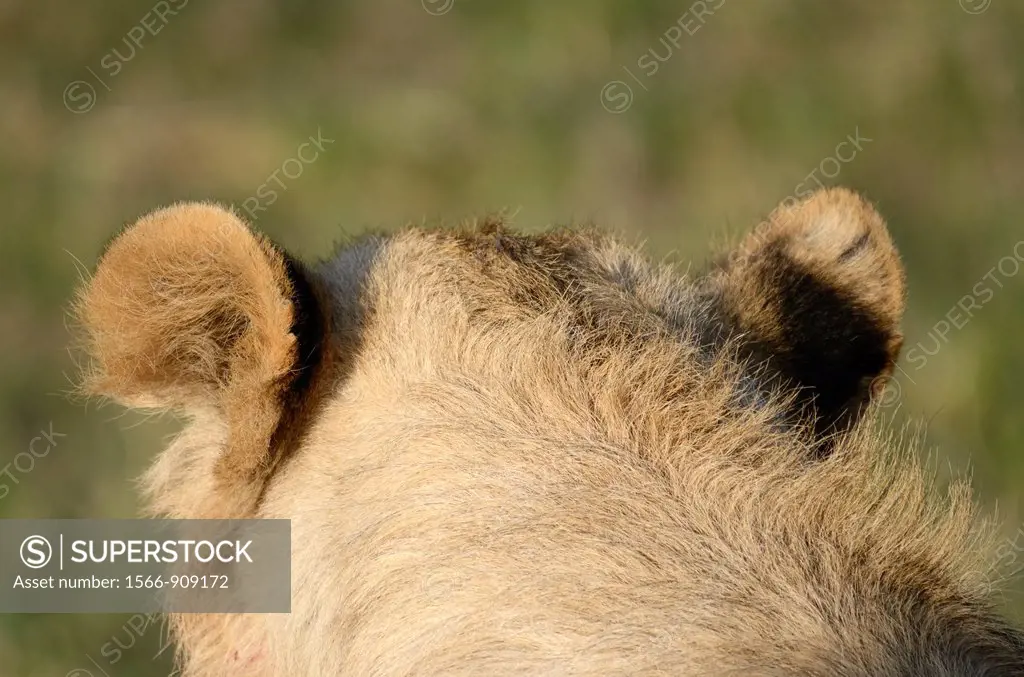 Back of the head of a young male Lion Panthera leo resting  Maasai Mara National Park, Kenya, East Africa