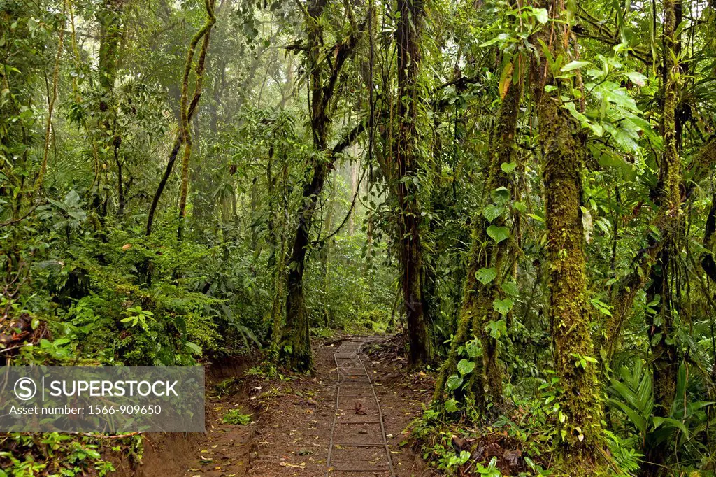 hiking trail through the rainforest of Arenal Volcano National Park near La Fortuna, Costa Rica, Central America