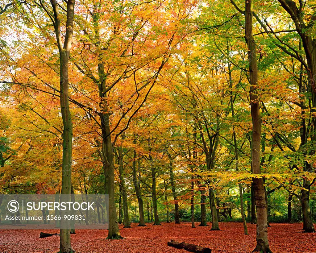 autumn, belvedere woods, kent, england, uk, europe