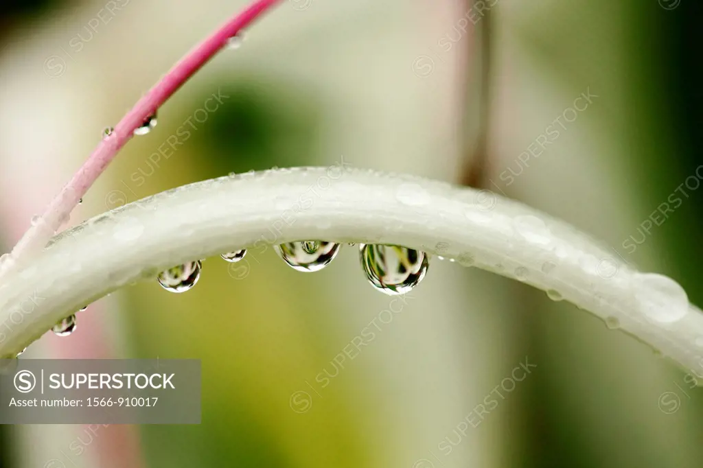 Dew drops on a plant