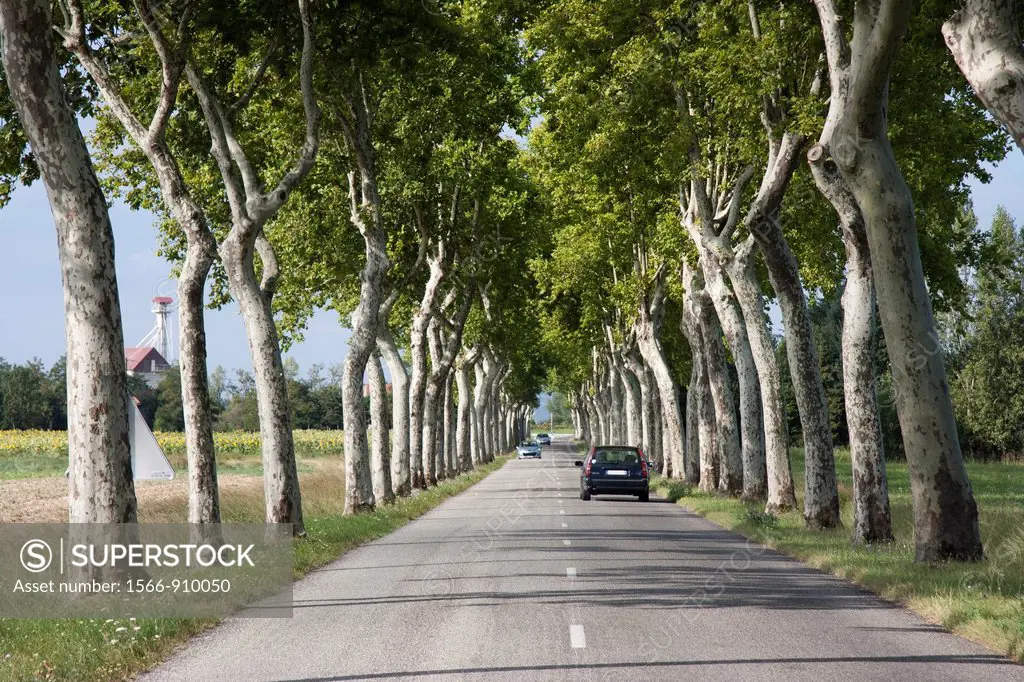 Road lined with plane trees in Mazères, Ariege, France