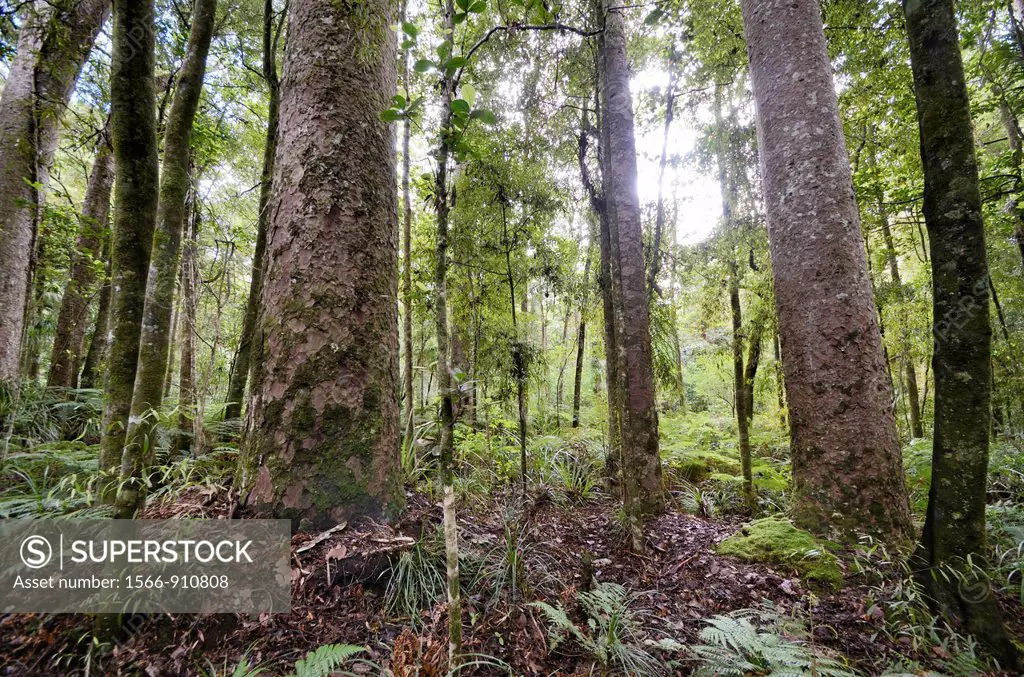 Agathis australis, commonly known as the kauri, is a coniferous tree found north of 38°S in the northern districts of New Zealand´s North Island  It i...