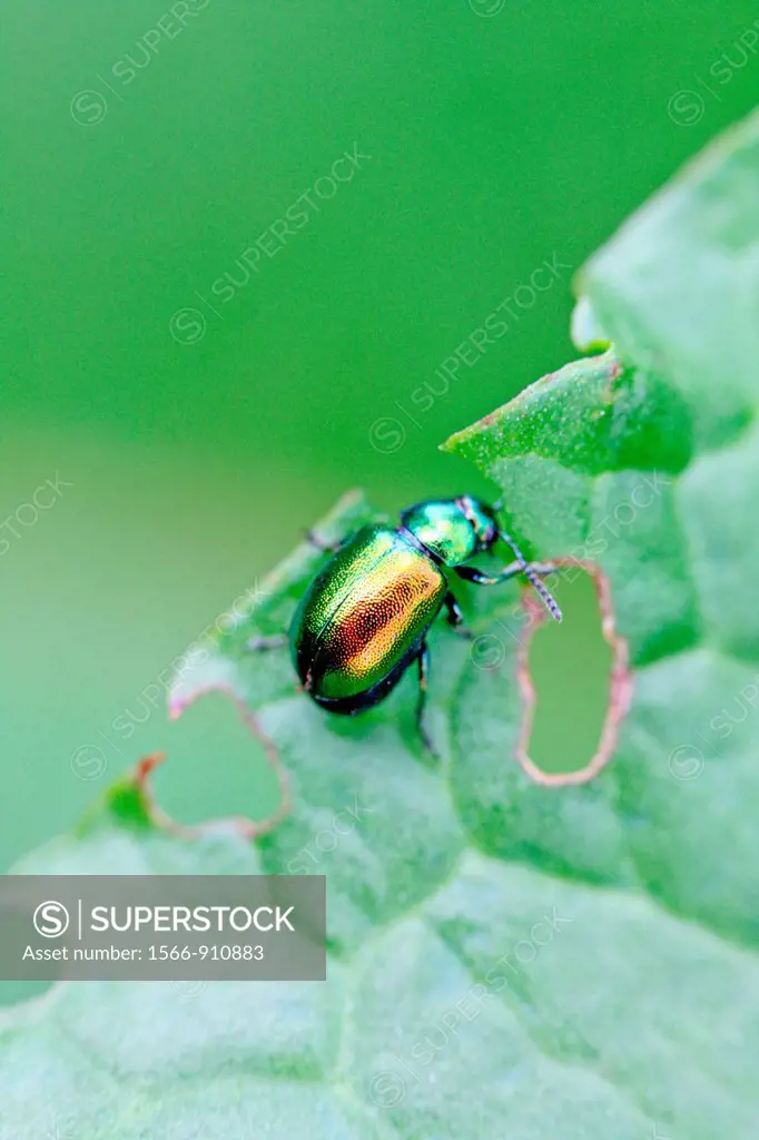 Chrysolina sp Chrysolina herbacea, Mint Leaf Beetle or Tansy Beetle Chrysolina graminis  Small metallic green leaf beetle  Mint Leaf beetle is associa...